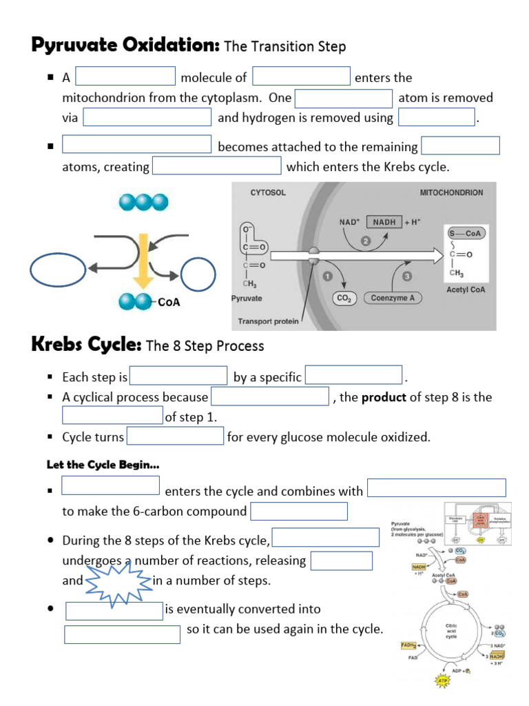 Pyruvate Oxidation & Krebs Cycle Worksheet | PDF