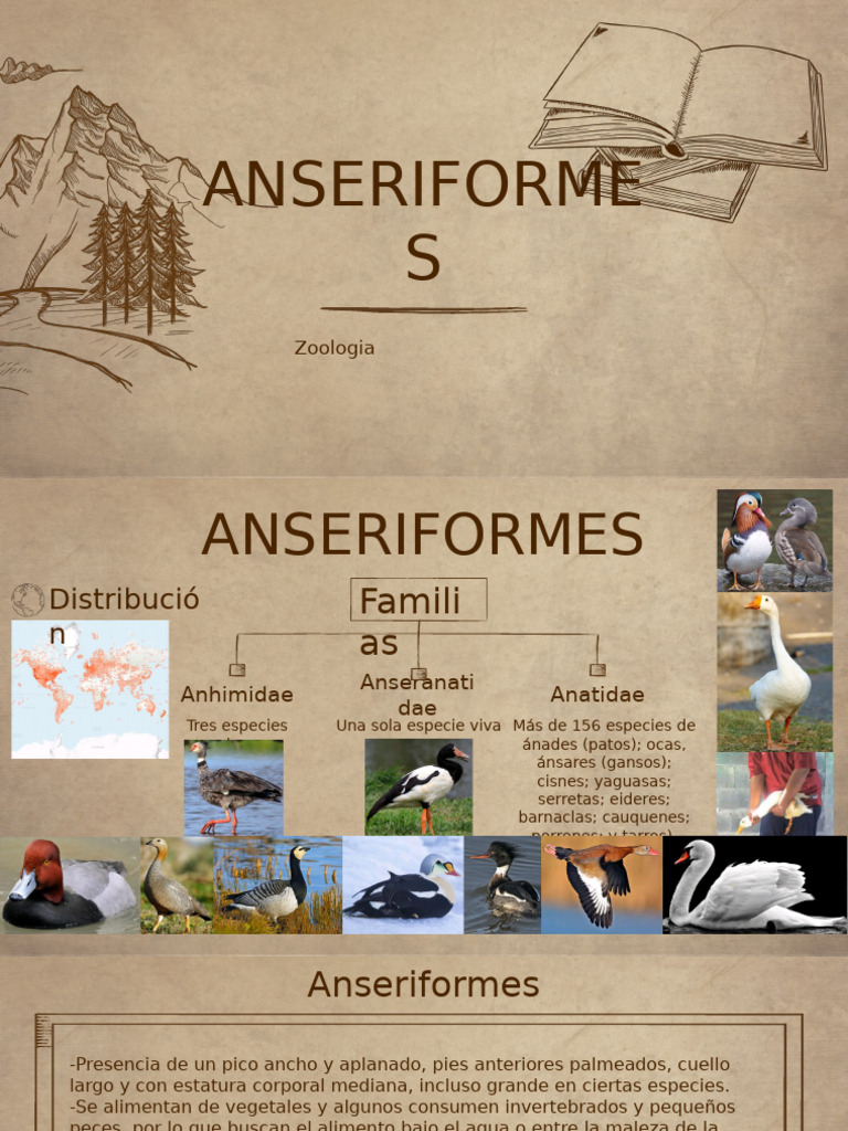 Anseriformes | PDF | Anatidae | Aves holarctic