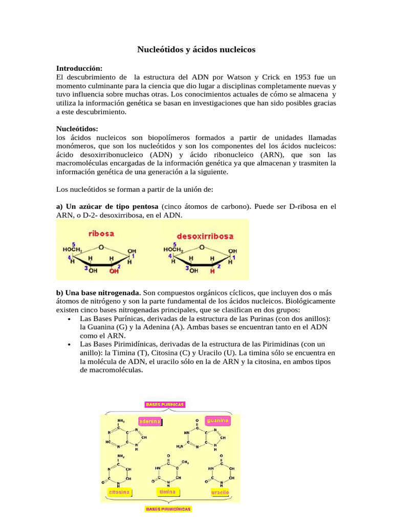 Nucleótidos y Estructura del ADN | PDF | Ácidos nucleicos | Rna