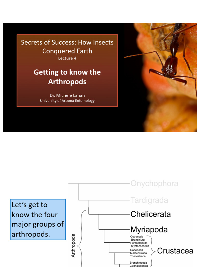 Lecture 4 Getting To Know The Arthropods | PDF | Insects | Hexapoda