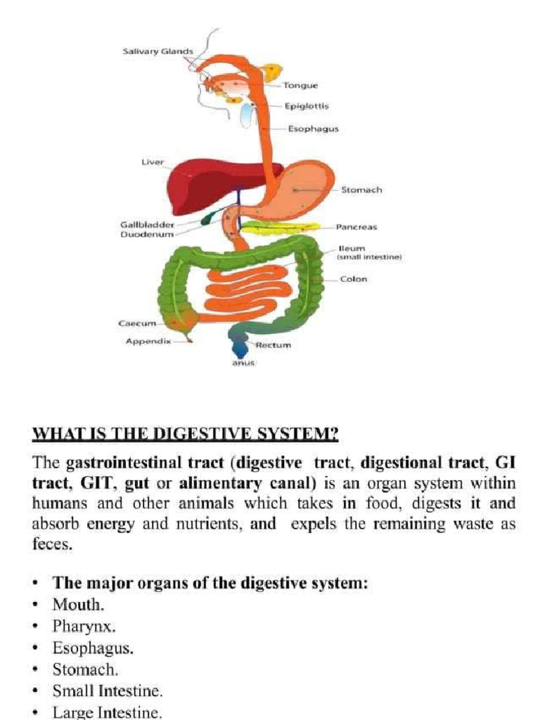 Digestive System Reviewer | PDF