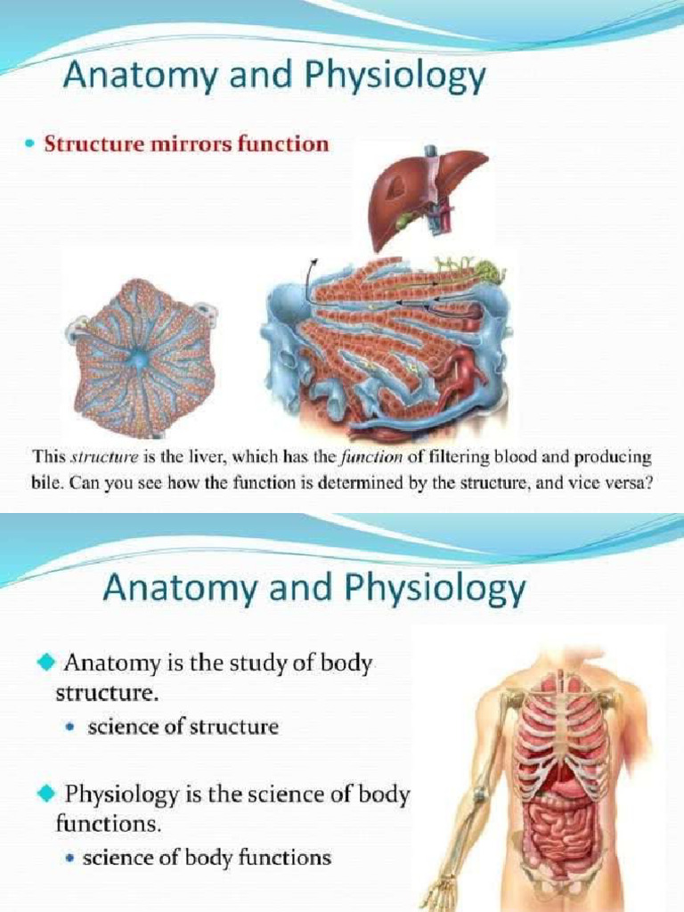 Anatomy Introduction - PPTX 2 | PDF