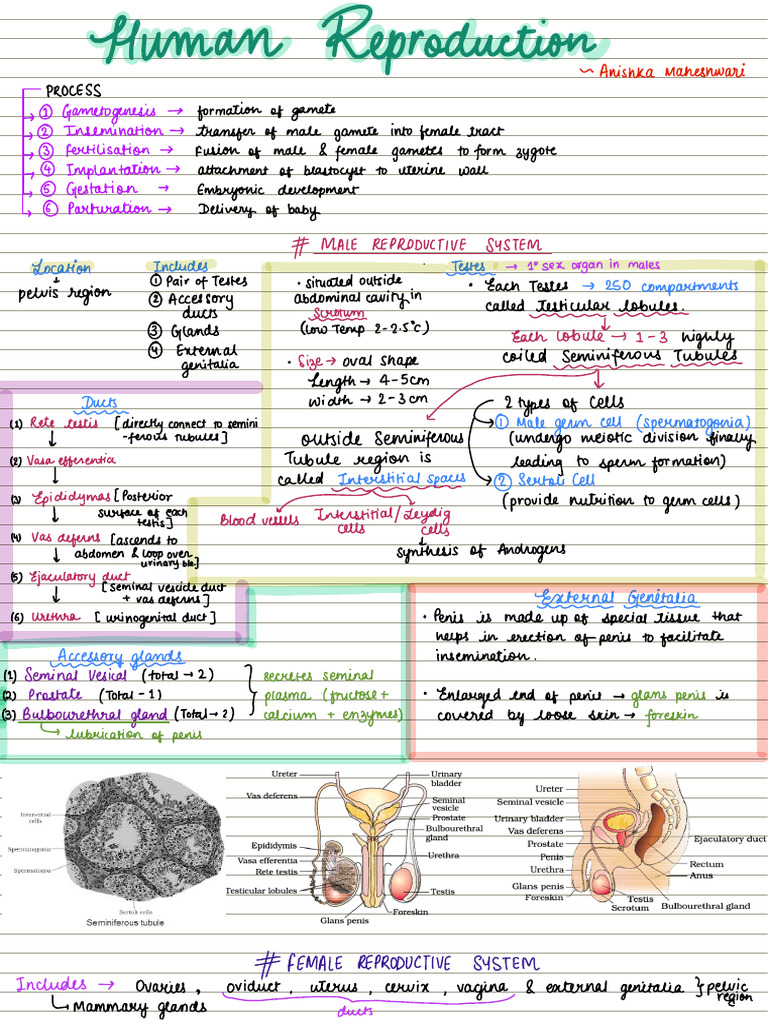 Class 12 Human Reproduction | PDF