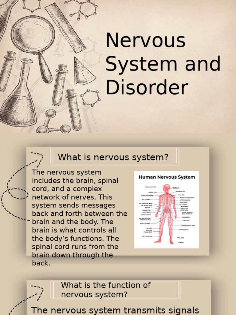 Overview of the Nervous System | PDF | Neuron | Nervous System