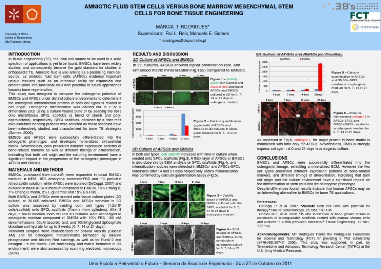 Amniotic Fluid Stem Cells Versus Bone Marrow Mesenchymal Stem Cells For ...