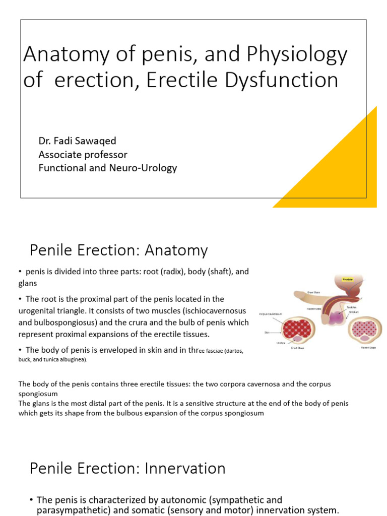 Penis Anatomy and Erectile Dysfunction Guide | PDF