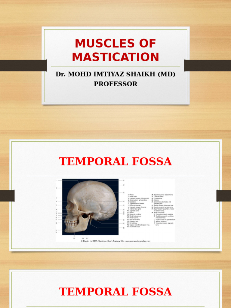 Muscles of Mastication | PDF | Human Head And Neck | Human Anatomy