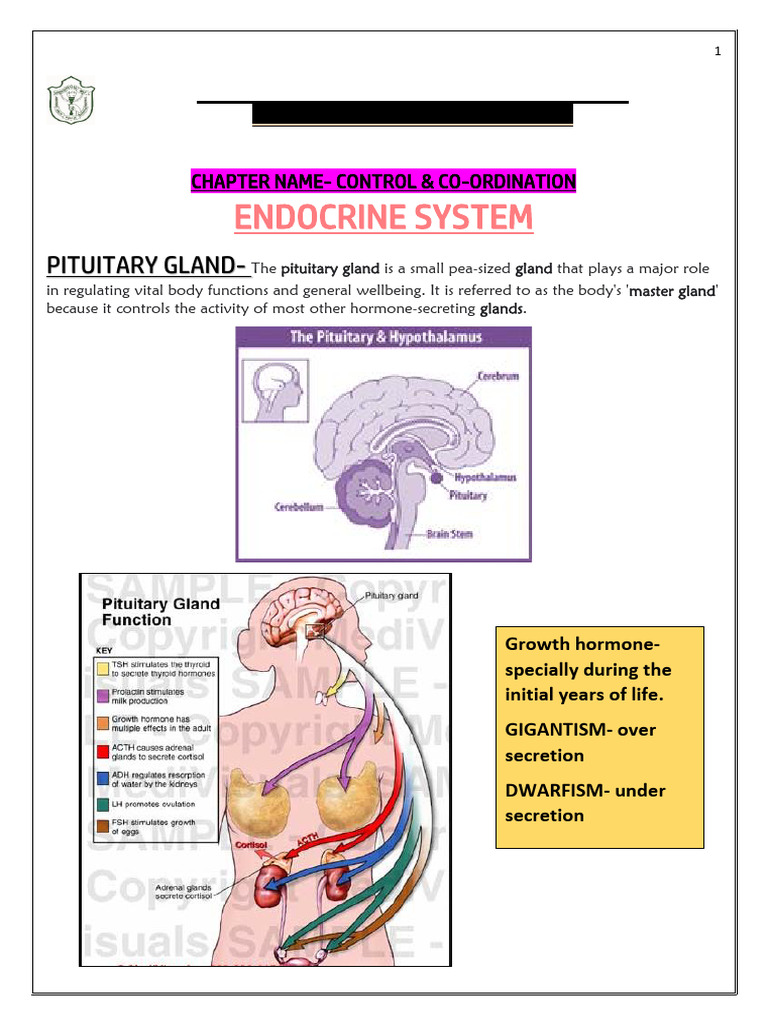 2. Control and Coordination | PDF | Endocrine System | Animal Anatomy