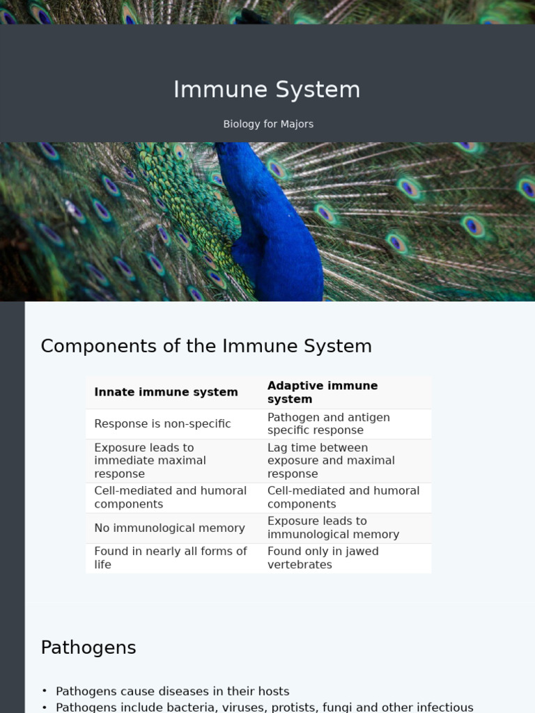 Overview of the Immune System Components | PDF | Immune System | Innate ...
