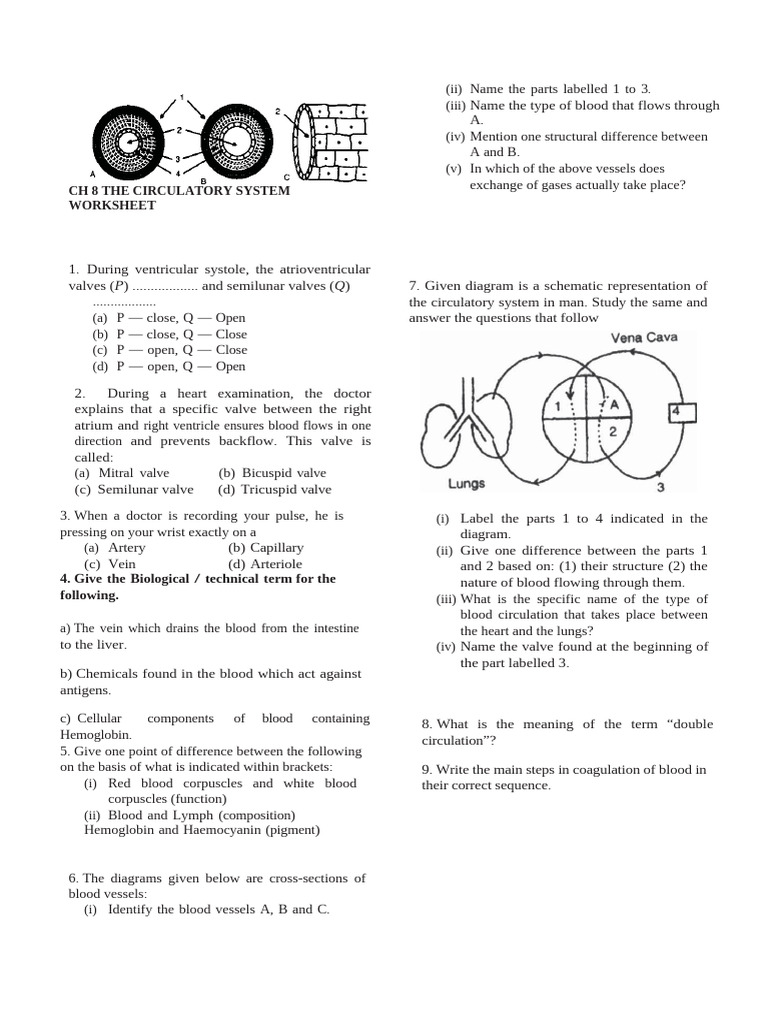 Circulatory System Worksheet Guide | PDF | Heart Valve | Circulatory System