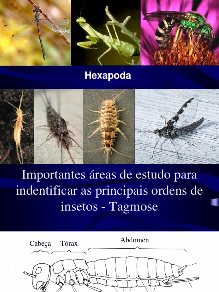 Morfologia e Desenvolvimento dos Hexápodes | PDF