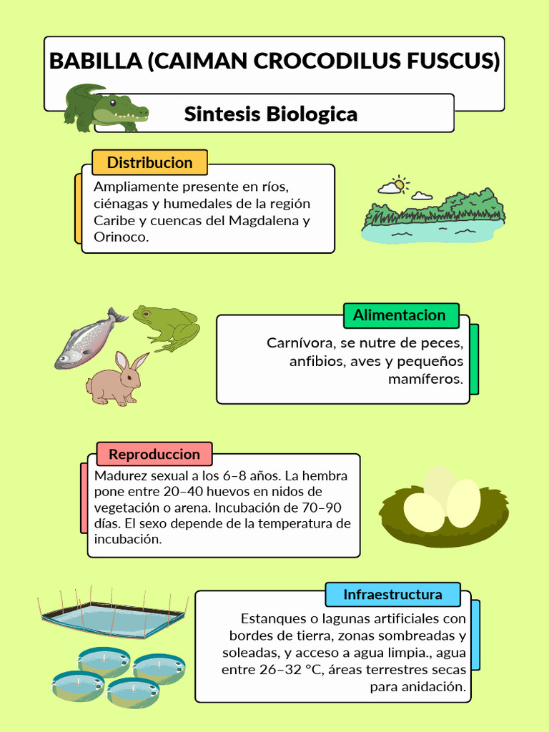 Babilla | PDF