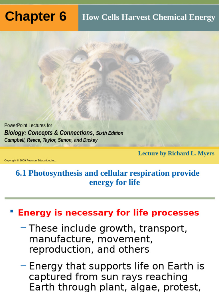 Energy Harvesting in Cells: Respiration & Photosynthesis | PDF ...