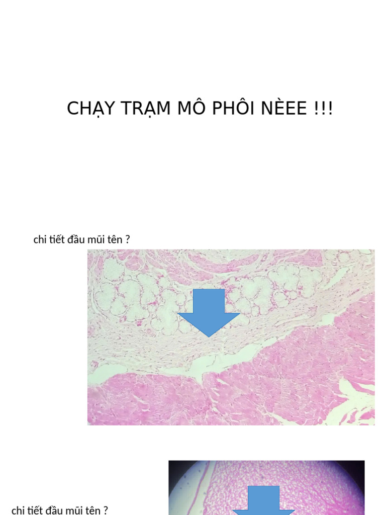 CH y TR M Mô Phôi Nèee | PDF