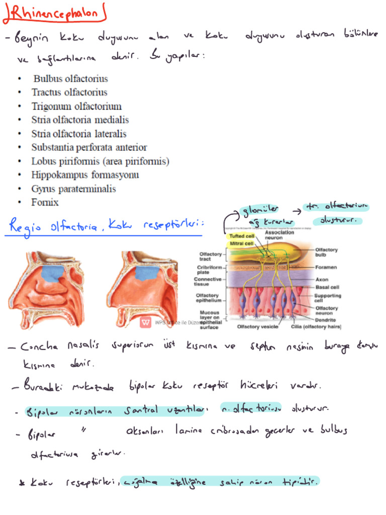 Rhinencephalon 250727 221204 | PDF
