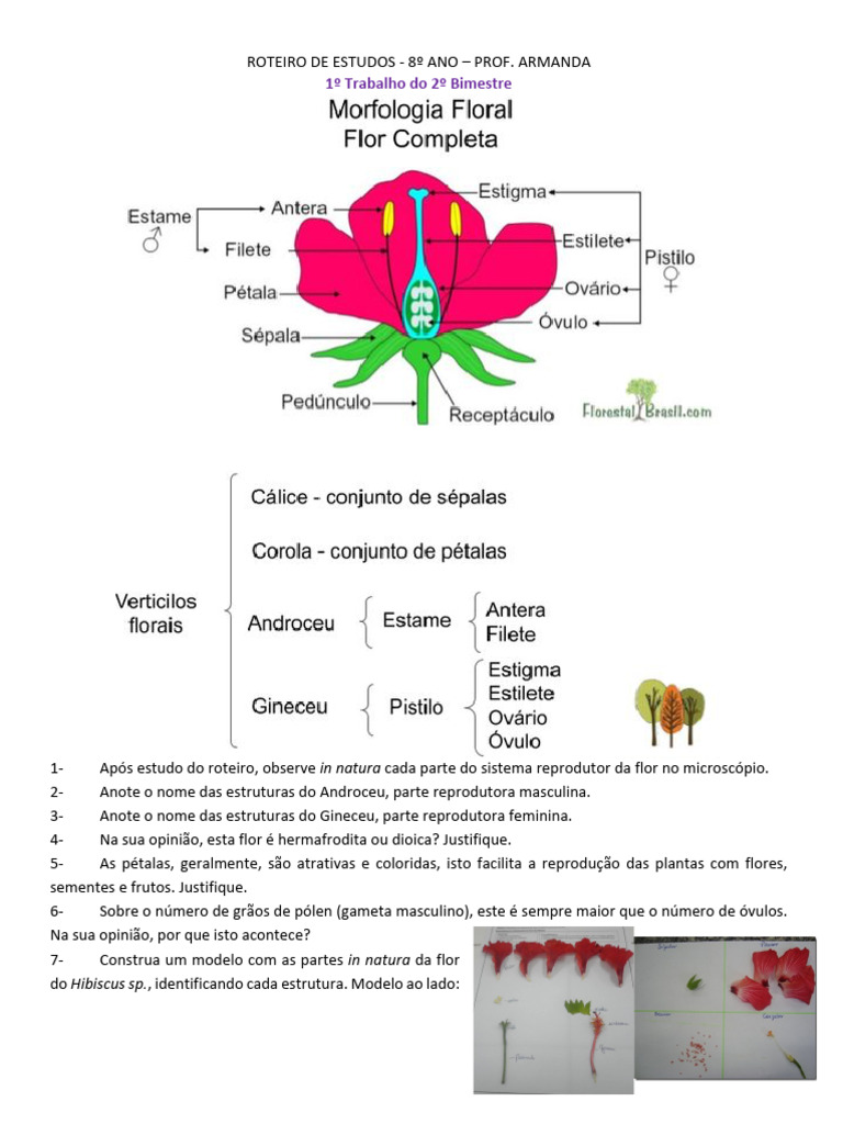 Estudo do Sistema Reprodutor da Flor | PDF