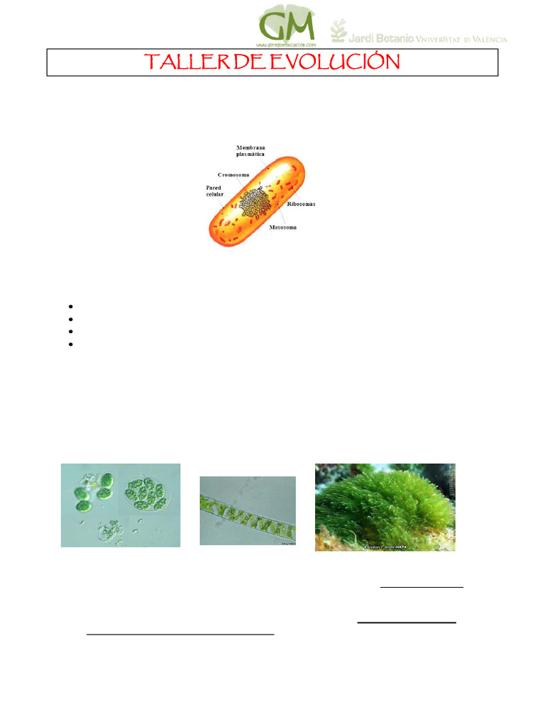 Evolución de Las Plantas | PDF | Plantas | Flores
