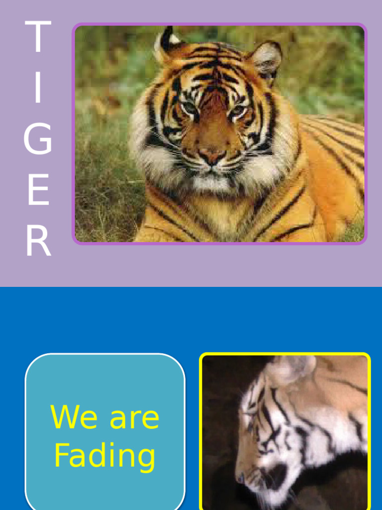 Tiger Conservation Efforts in India | PDF