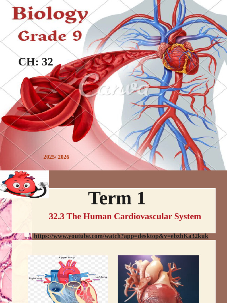33.3 Cardiovascular System (Updated) + Lymphatic System | PDF | Heart ...