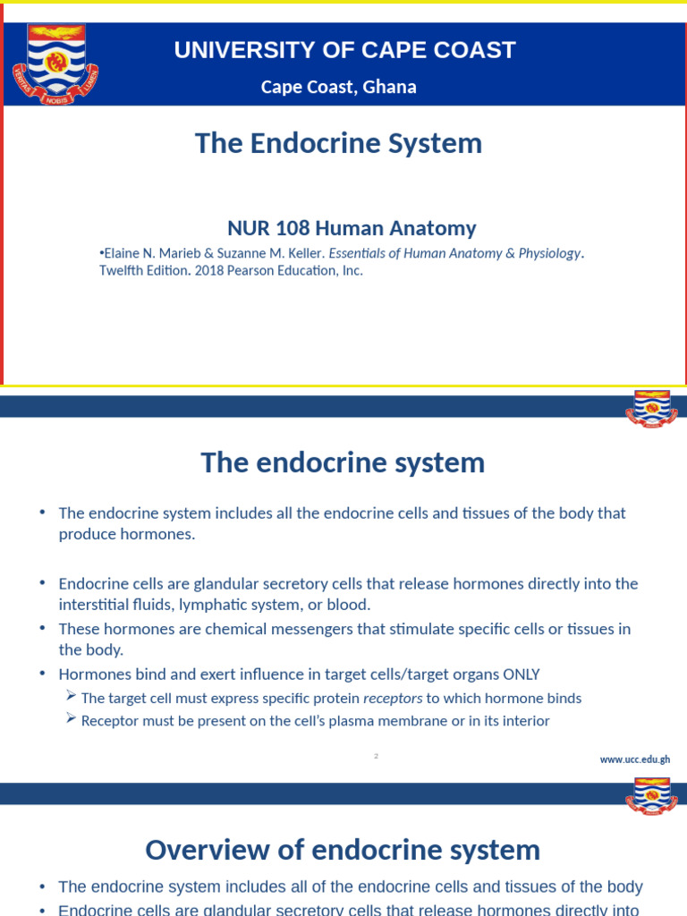 Overview of the Endocrine System | PDF | Pituitary Gland | Adrenal Gland
