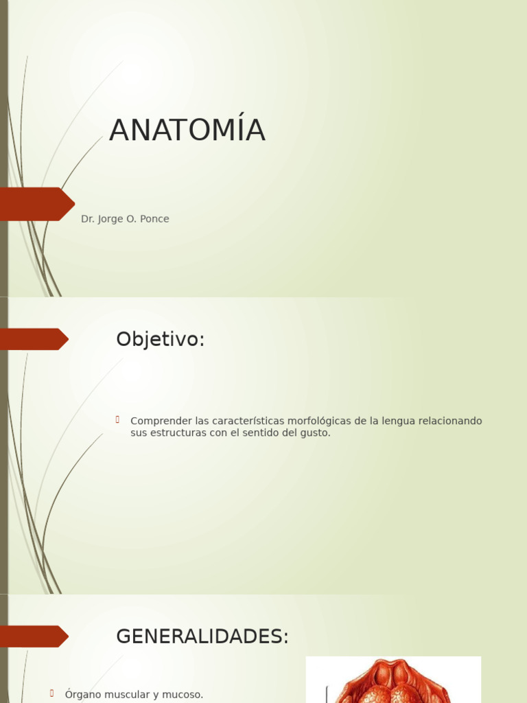 Anatomía de la Lengua y su Función | PDF | Lengua | Cabeza y cuello humanos