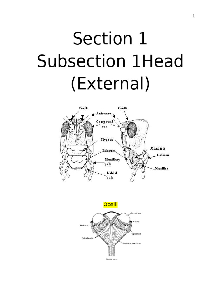 Insect Ocelli and Antennae Overview | PDF | Arthropodology