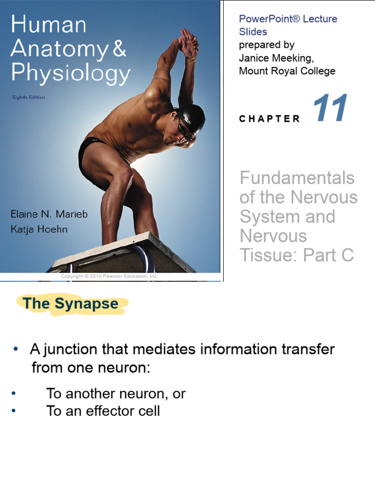 Understanding Synapses and Neurotransmission | PDF | Chemical Synapse ...
