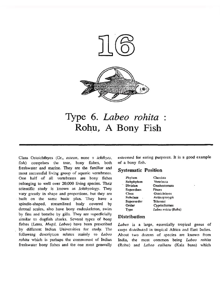 Type Study - Labeo Rohita | PDF