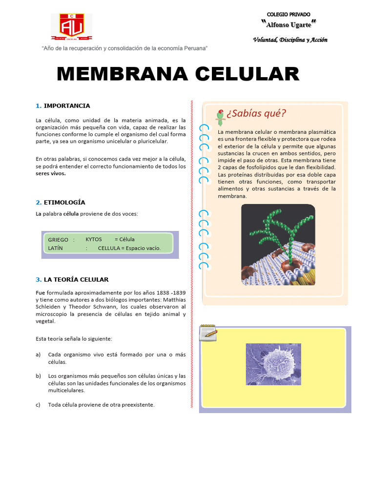 Estructura y Función de la Célula | PDF | Membrana celular | Biología ...