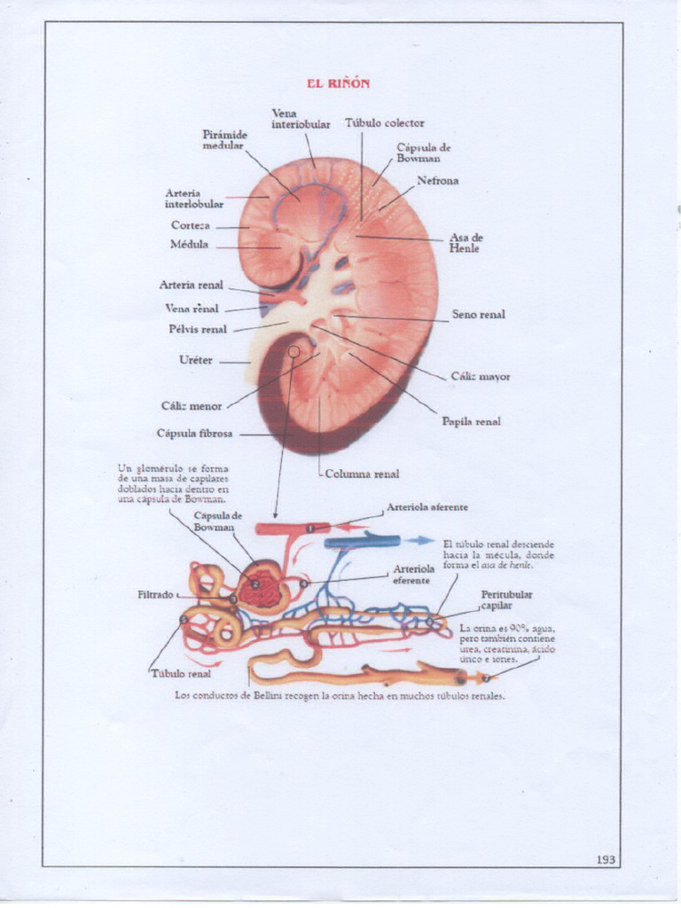 Riñón | PDF