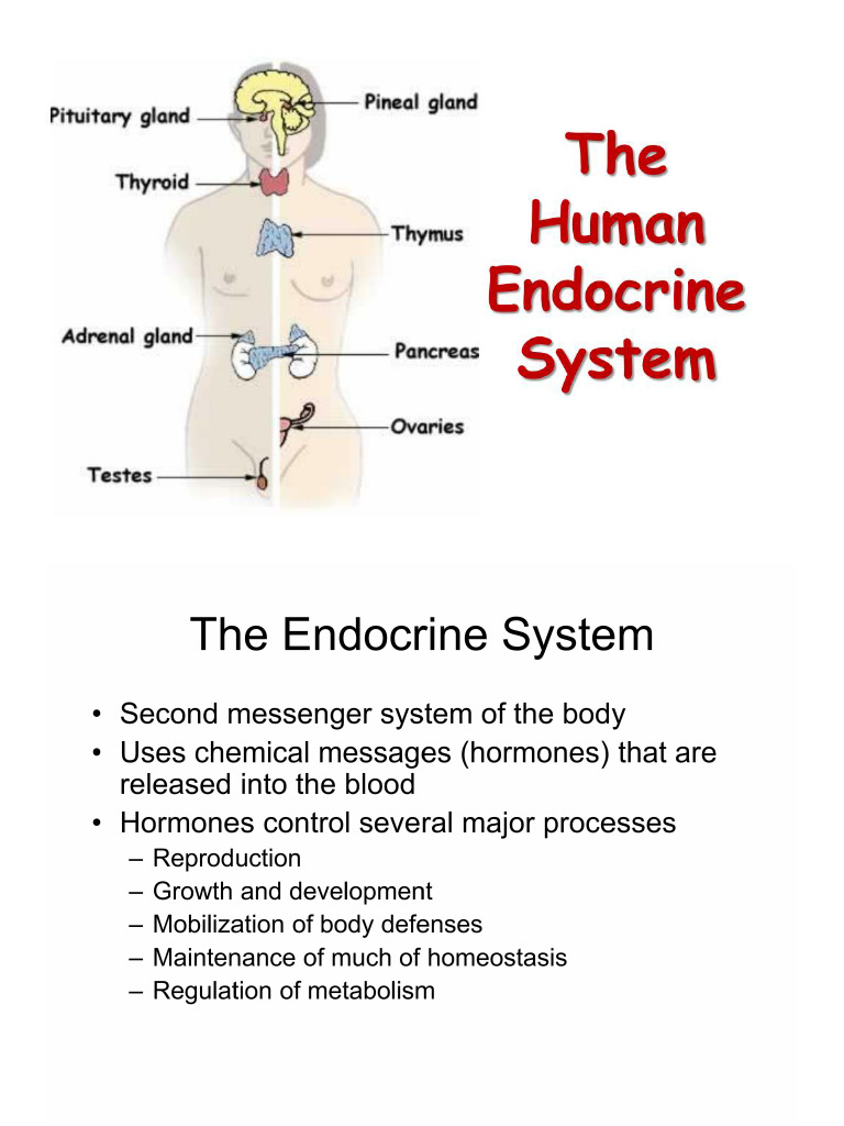 Endocrine System | PDF