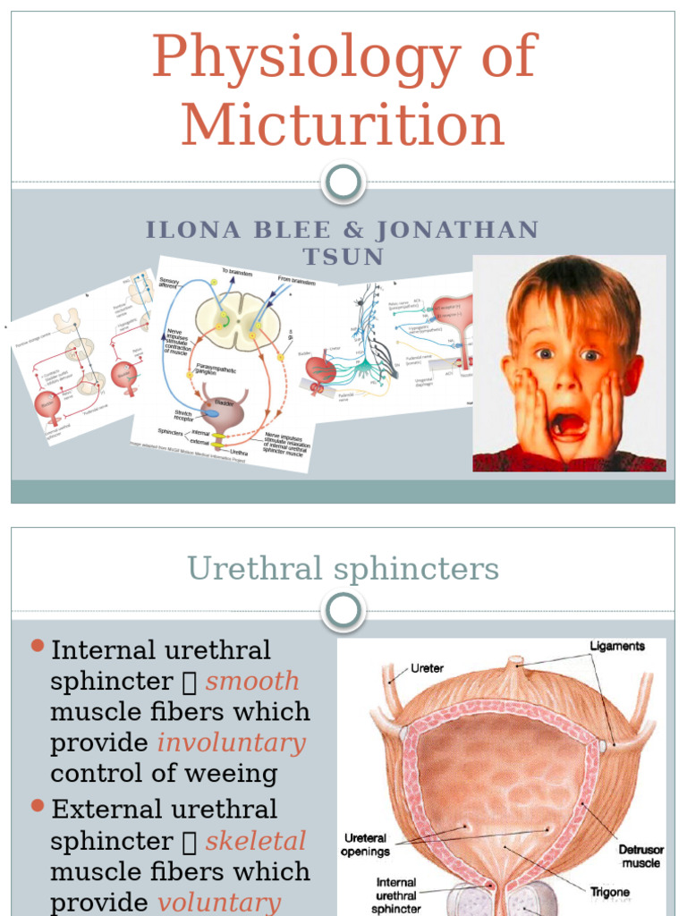 Physiology of Micturition Updated | PDF | Urination | Urinary Incontinence