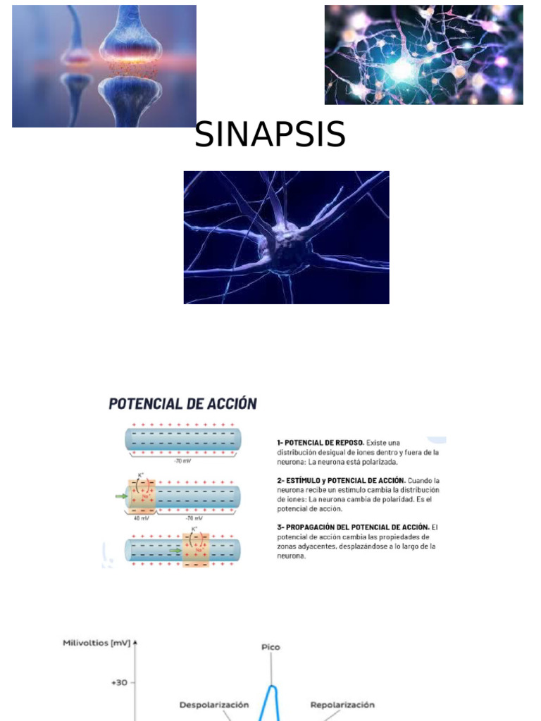 SINAPSIS | PDF | Sinapsis | Neurona