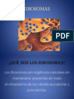 RIBOSOMAS presentacion