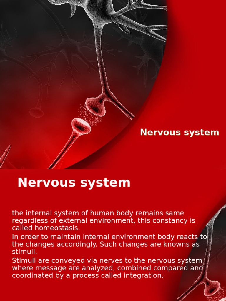 Nervous System | PDF | Spinal Cord | Central Nervous System