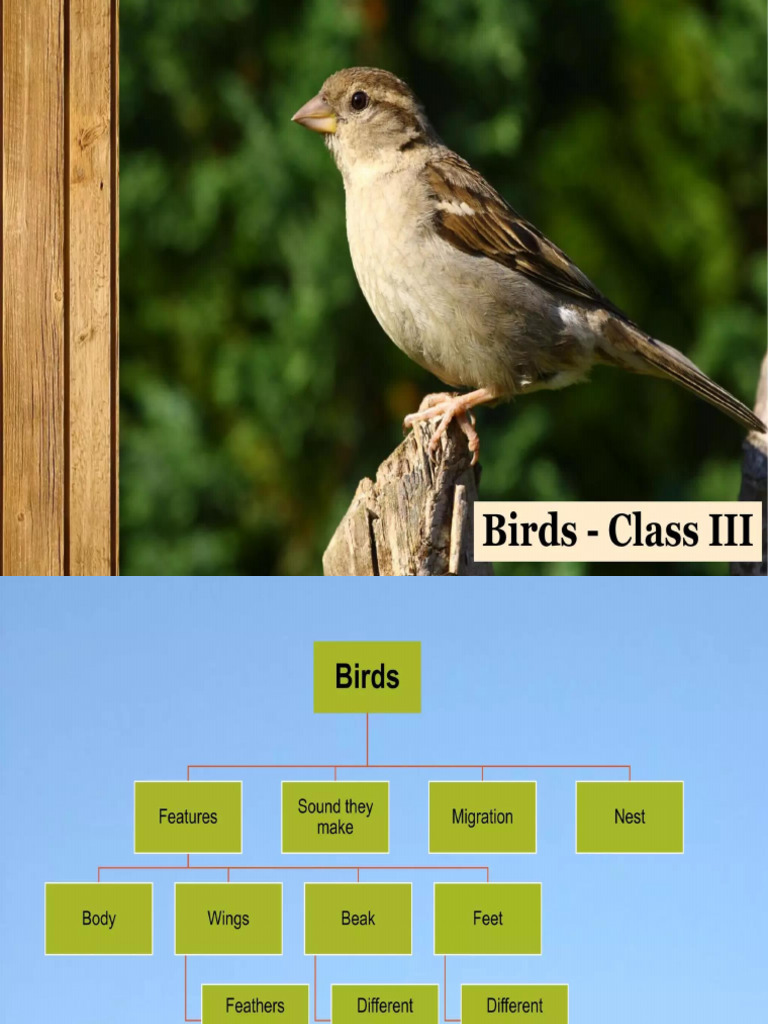Birds | PDF