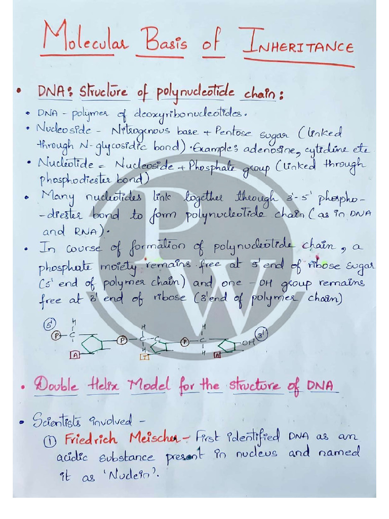 Molecular Basis of Inheritance - Hand Written Notes | PDF