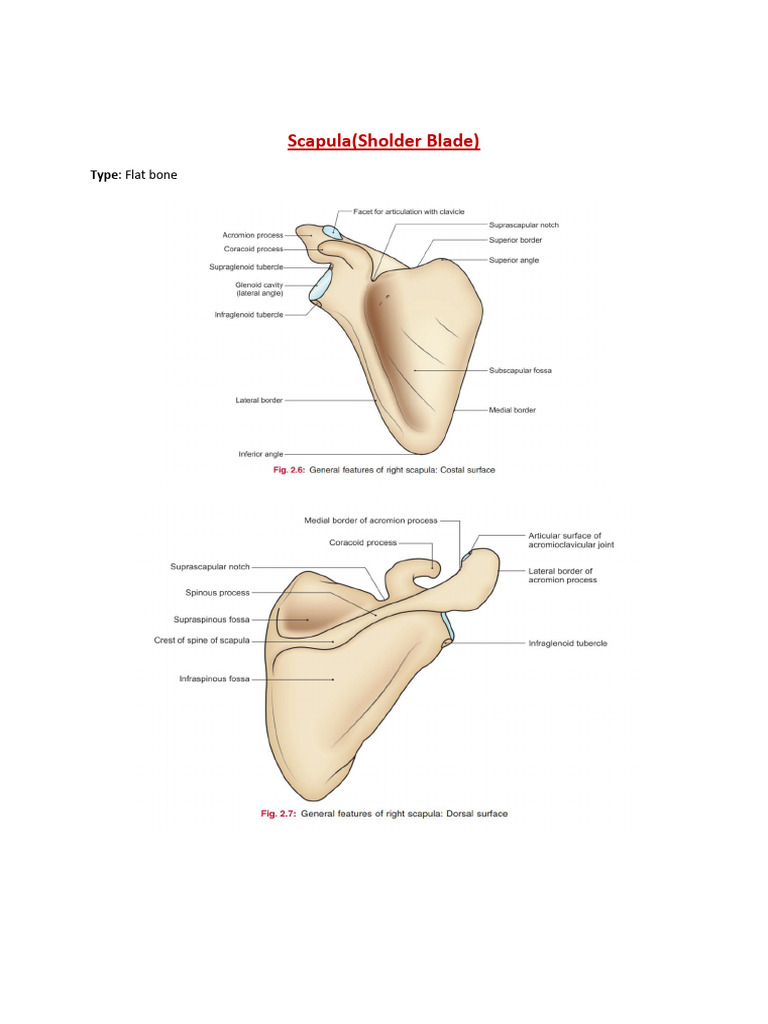 Anatomy of the Scapula and Shoulder Joint | PDF | Shoulder | Human Anatomy