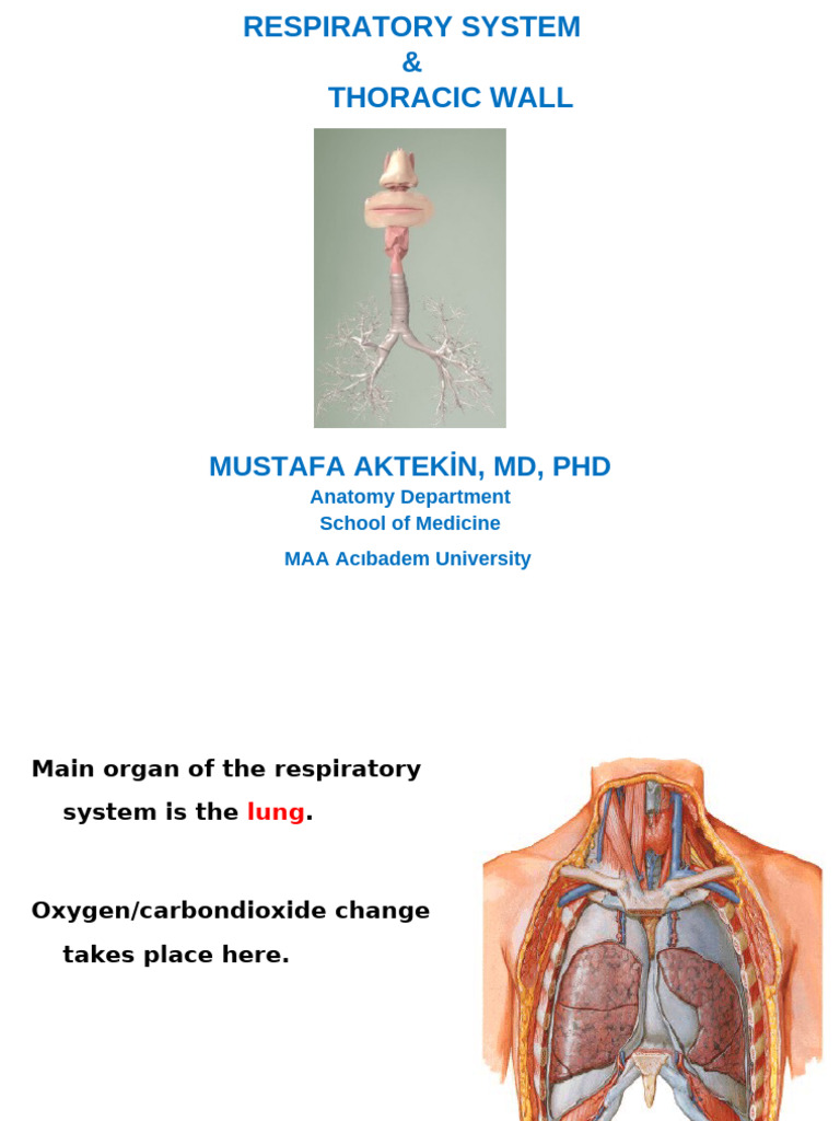 Anatomy of the Respiratory System | PDF | Human Nose | Respiratory Tract