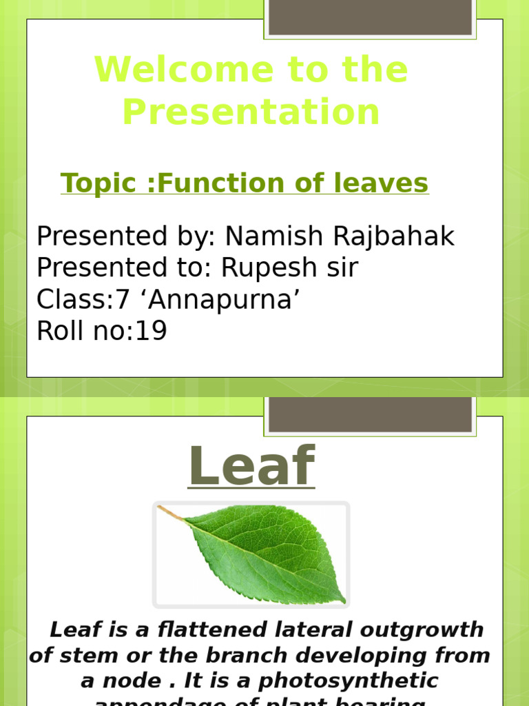 Functions of Leaves in Plants | PDF