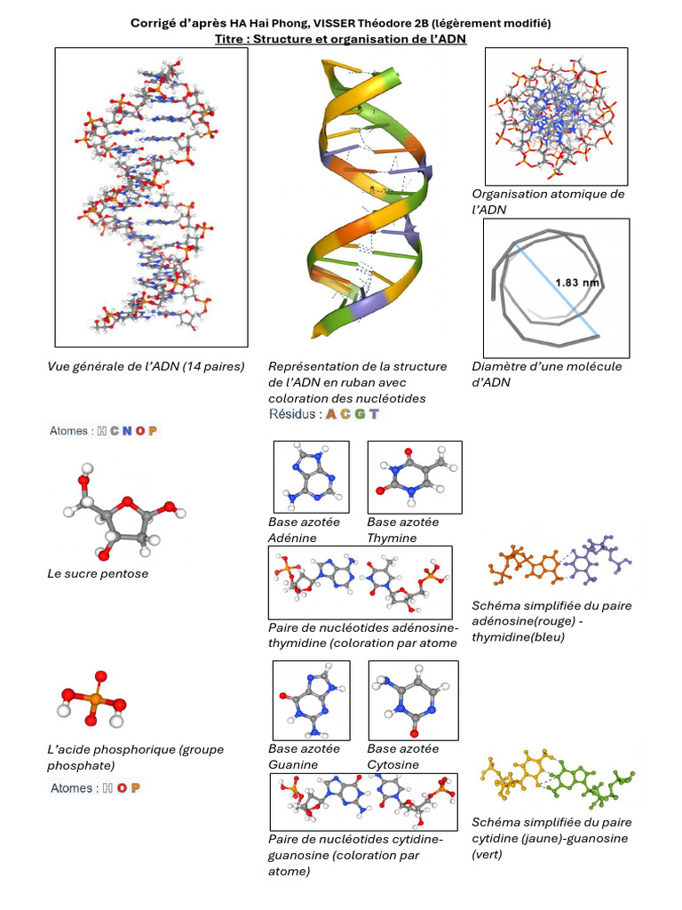 Structure et Composition de l'ADN | PDF