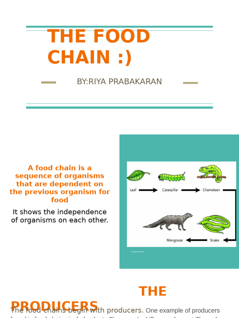 The Food Chain Pdf
