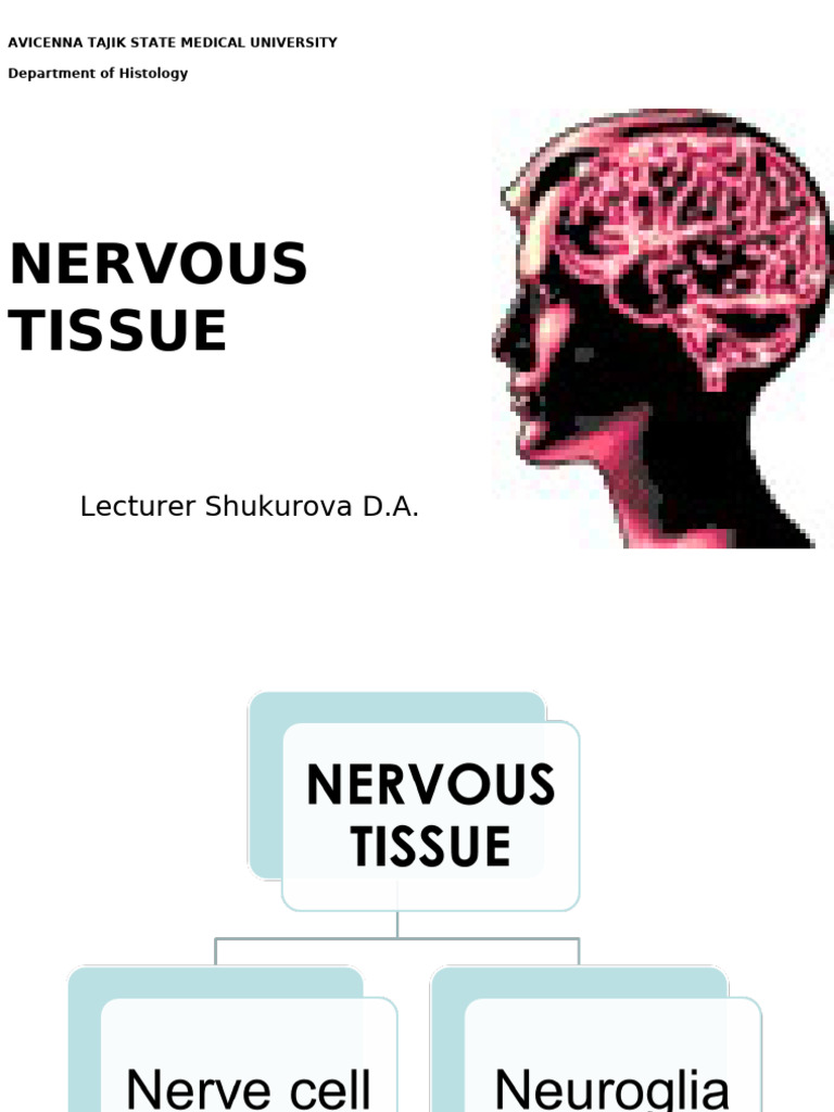 Nervous Tissue Overview and Neuron Structure | PDF