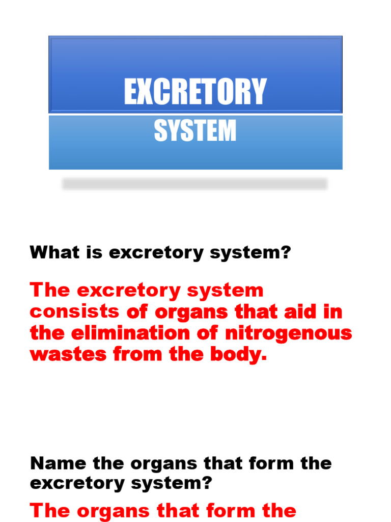 Understanding the Excretory System | PDF
