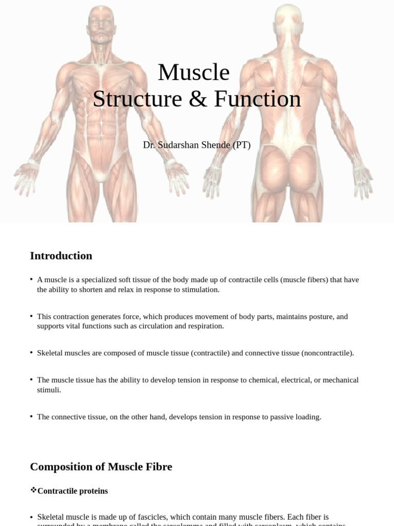 Muscle Structure and Function Explained | PDF | Muscle Contraction ...