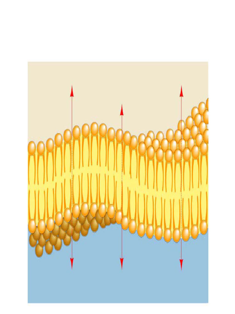 102chapter 04 - Plasma Membrane | PDF | Cell Membrane | Osmosis