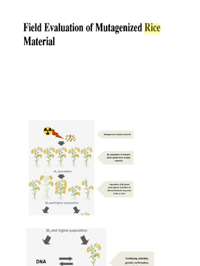 Rice | PDF