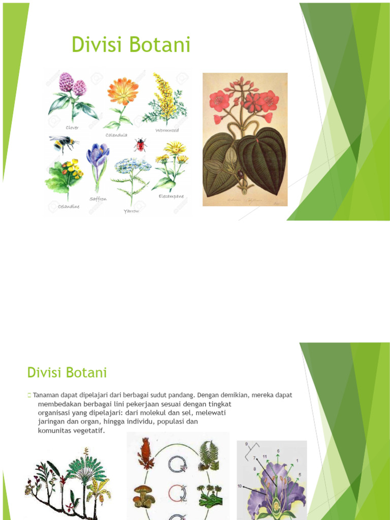 Pengenalan Ilmu Botani dan Cabangnya | PDF