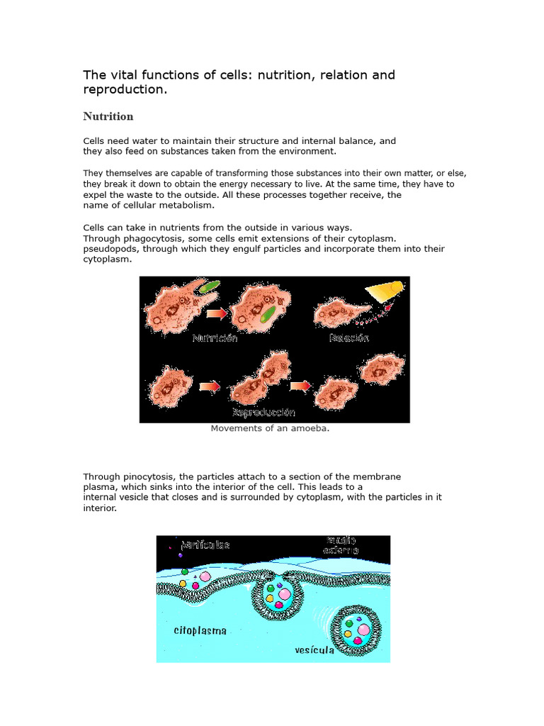 Cell Functions: Nutrition, Relation, Reproduction | PDF | Epithelium ...