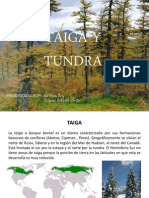 Taiga y Tundra